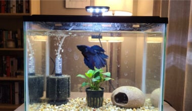 Betta fish repeatedly swimming along the glass of a sparsely decorated aquarium