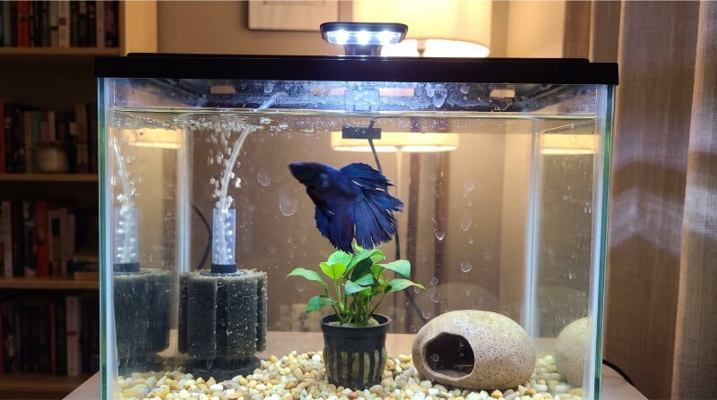 Betta fish repeatedly swimming along the glass of a sparsely decorated aquarium