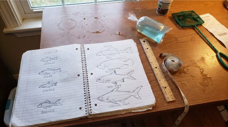 Size comparison showing small juvenile aquarium fish beside silhouettes representing their much larger adult sizes