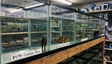 Juvenile pleco, Oscar, and bala shark displayed in small pet store aquariums