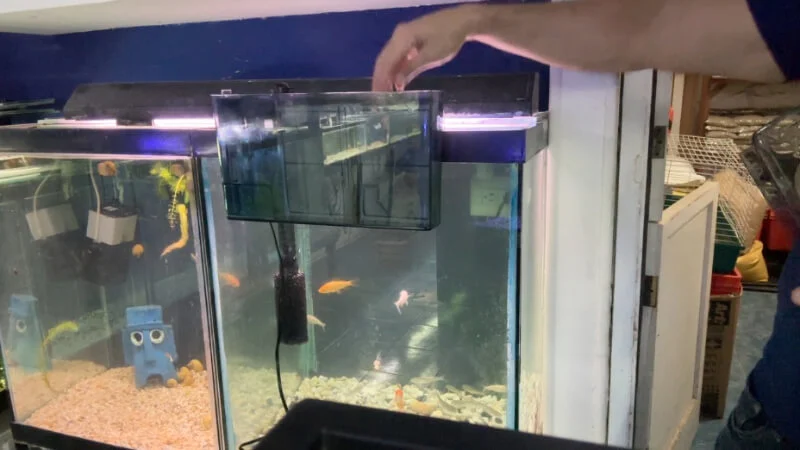 an hang on filter installed in a 40 gallon aquarium