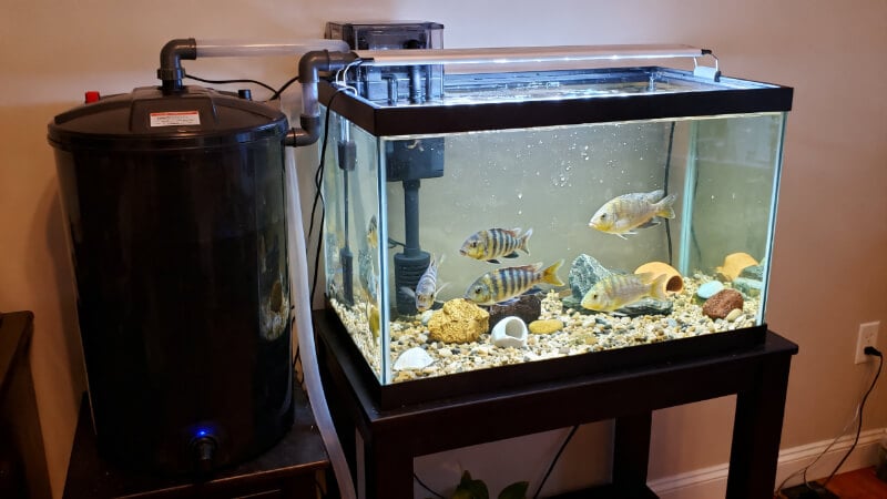 Large aquarium filter beside a small crowded fish tank showing that filtration cannot replace swimming space