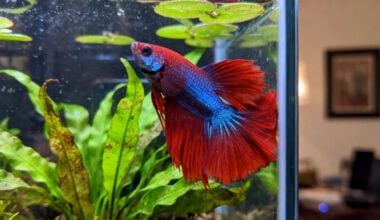 Alert male betta fish with open fins swimming near the front glass of a planted aquarium
