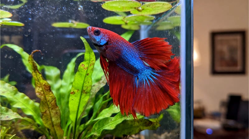Alert male betta fish with open fins swimming near the front glass of a planted aquarium
