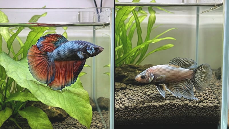 Comparison of a betta resting normally on a broad leaf and a lethargic betta sitting on the aquarium substrate