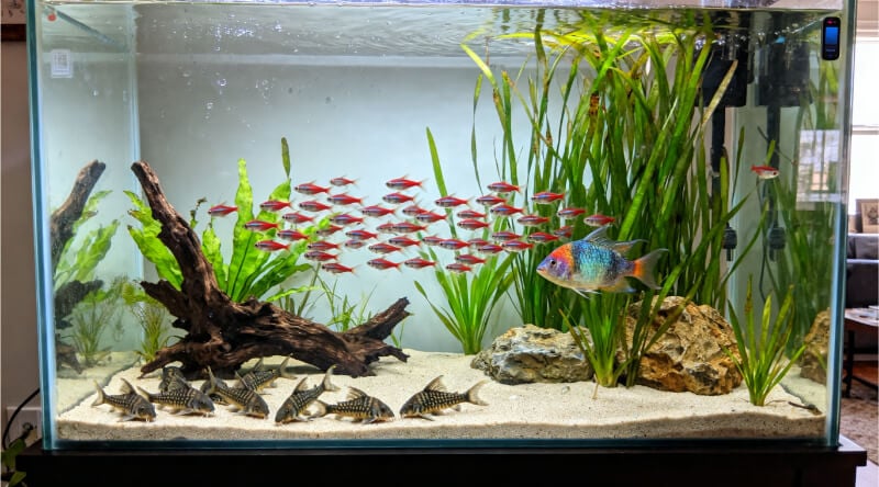 55-gallon freshwater community aquarium with schooling fish, corydoras, and a centerpiece fish