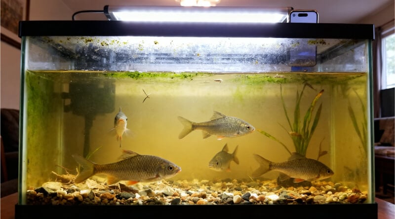 Freshwater aquarium showing algae and slightly yellow water after repeated skipped water changes