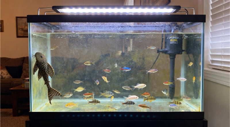 Overcrowded freshwater aquarium illustrating why the one-inch-per-gallon stocking rule can fail